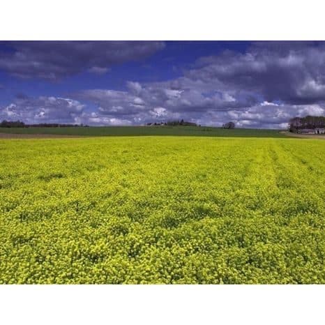 La-filière-moutarde-bio-prend-de-l’ampleur-en-Limousin