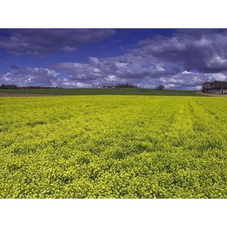 La-filière-moutarde-bio-prend-de-l’ampleur-en-Limousin