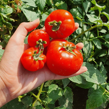 tomates