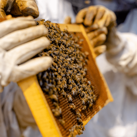 apiculture