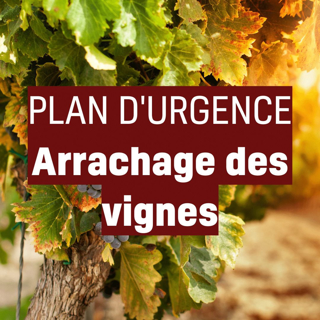 arrachage vignes