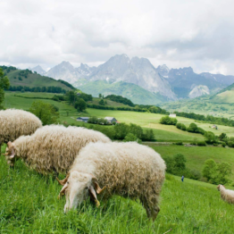 Agneau de lait des Pyrénées